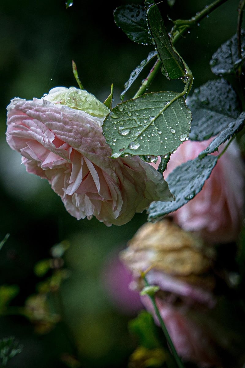 Whimsical Garden Setting